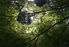 Fotografická soutěž „Život v lese“ zná vítěze!